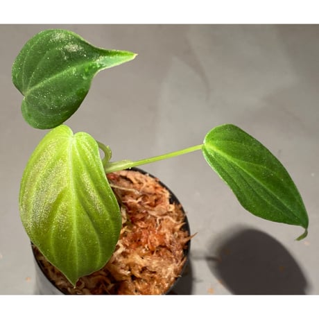 Philodendron melanochrysum ②