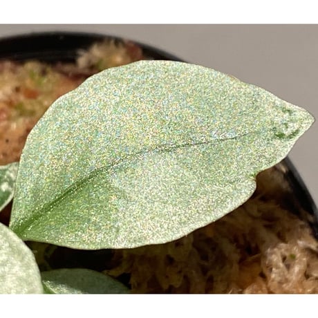 Argostemma sp. from Lebong Bengkulu sumatera [TB]