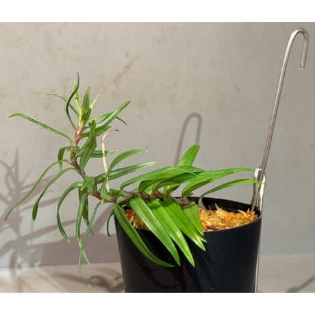 Freycinetia sp. "Muara wahau" Kalimantan timur [TB]