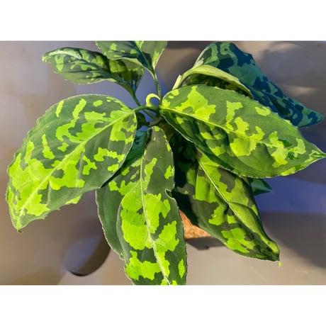 Aglaonema pictum GW1410 from Padang sidempuan [TB]