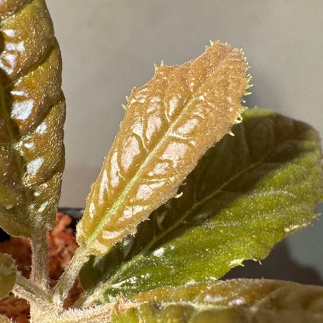 Ardisia sp. from Bengkulu [LA0315-1]