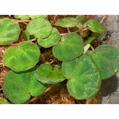 Begonia lichenora (sp.Mini) from Kalimantan Sarawak border [LA]