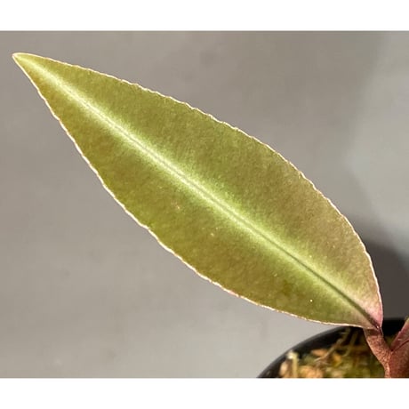 Labisia sp. "Padang" Sumatra barat [TB]