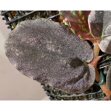 Pellionia sp. from Binh Dinh Vietnam