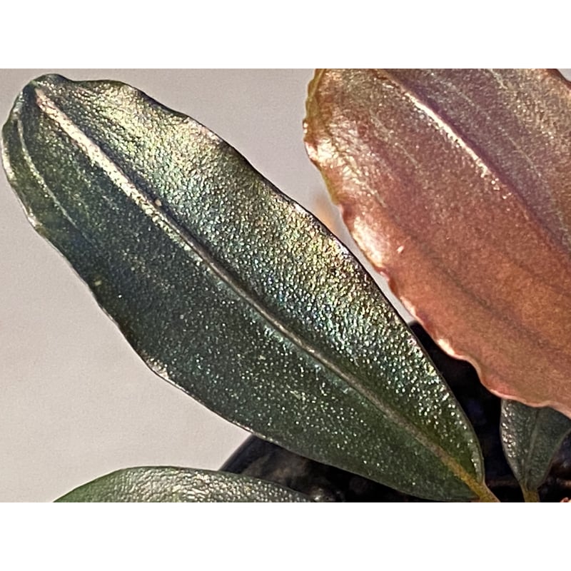 3芽) Bucephalandra sp. 