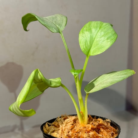 Homalomena sp. "Shirogane" SGG from Pulau Linga [HW1017-XX]