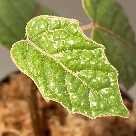 Pterisanthes sp. from Sabah-1 [R0515-01a]
