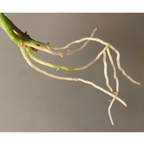 Aglaonema pictum "雷(いかずち)" (13冬) from Sibolga timur [AZ0913-3]