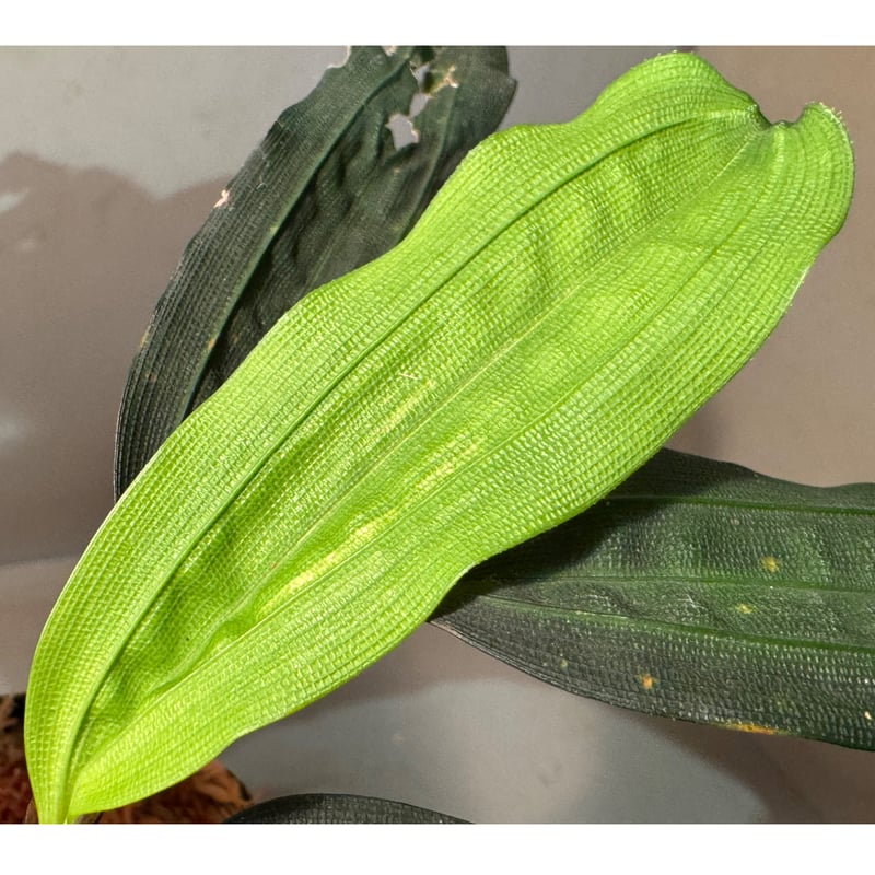 Mapania cuspidata from Bengkayang West Kalimant