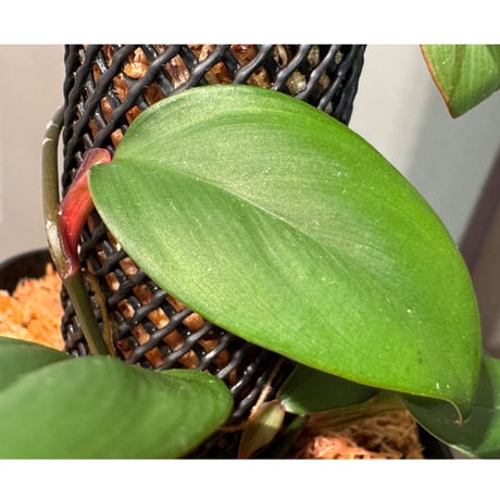 Philodendron sp. from Iquitos Peru [tanakay]