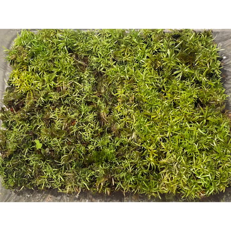 Moss from Ipoh State Malaysia