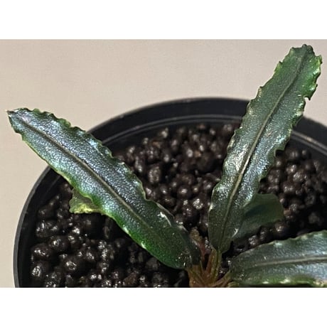 Bucephalandra sp. from "Mangat" [MF0417-2A] ①
