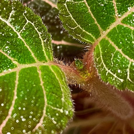 Pearcea hypocyrtiflora from Rio Napo Ecuador [tanakay] 赤葉脈