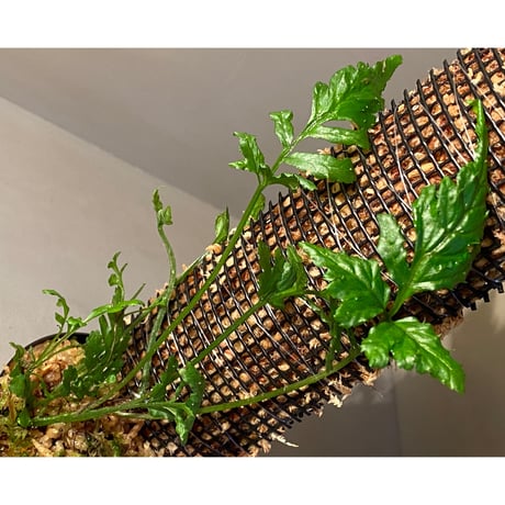 Bolbitis sp. from Siberut [LA]