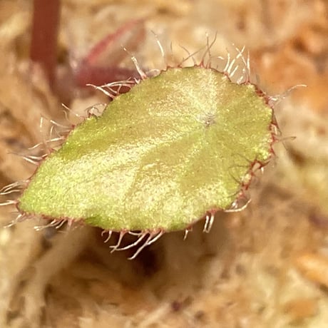 Begonia kingiana from Jerantut [TK170717]