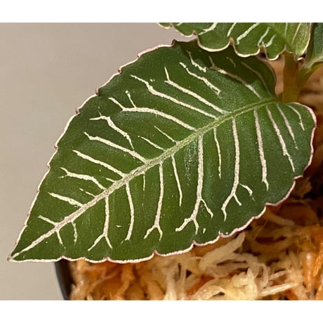Ardisia sp. from Perlis Malaysia