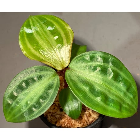 Geogenanthus undatus from Tarapoto Peru [tanakay]