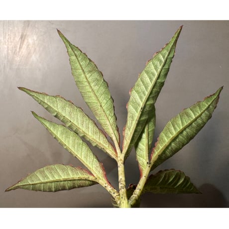 Amorphophallus pendulus from Kapuas hulu West Kalimantan