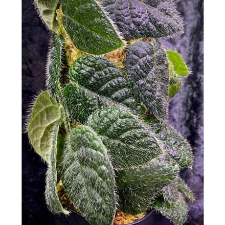 Ficus sp. from Selangor