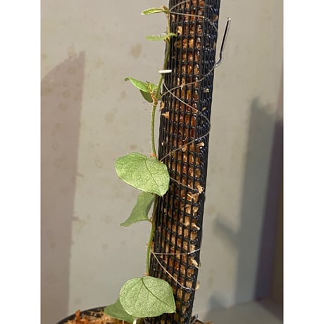 Ficus sp. "Muara wahau" white Kalimantan timur [TB]