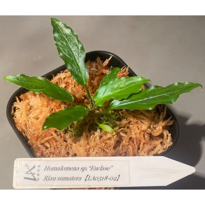 Homalomena sp. 
