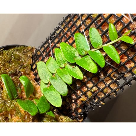 Marcgravia sp. "Green leaf type" from Tarapoto Peru alt1,000m