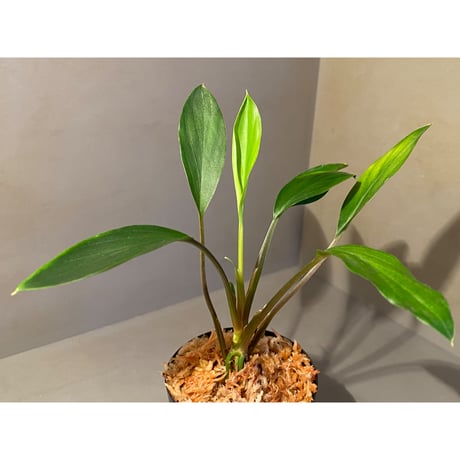 Homalomena sp. Sekadau Selatan ②