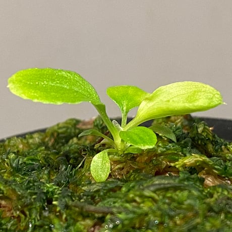 Homalomena sp. "Kayu Lapis" White Kal-barat [TB]