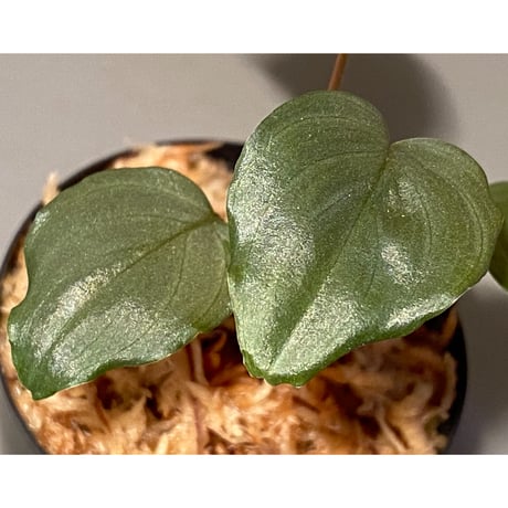 Homalomena sp. "Silver Bullet" from Pulau Lingga [AZ0917-1]
