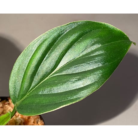 Philodendron sp. from Iquitos Peru [tanakay]