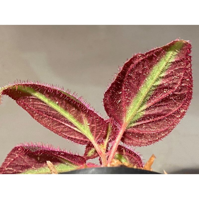 Sonerila sp. 