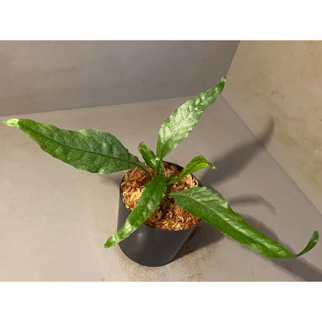 Microsorium sp. from Thailand