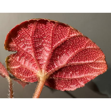 Begonia sp. from Cao Bang [YH251019] TK