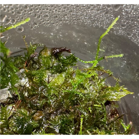 Thuidium sp. from Bogor West Java