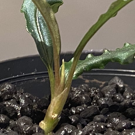 Bucephalandra sp. "MEDUSA" ①