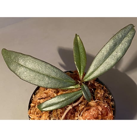 Medinilla sp. from Bukidnon 1.300m Mindanao Philippines
