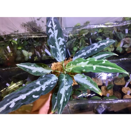 Aglaonema pictum A しるば〜らいん from Aceh sumatera [LA0217-04]