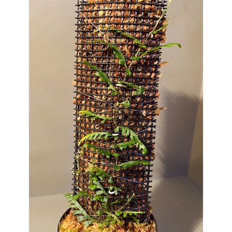 Teratophyllum aculeatum from Nanga pinoh [TB]