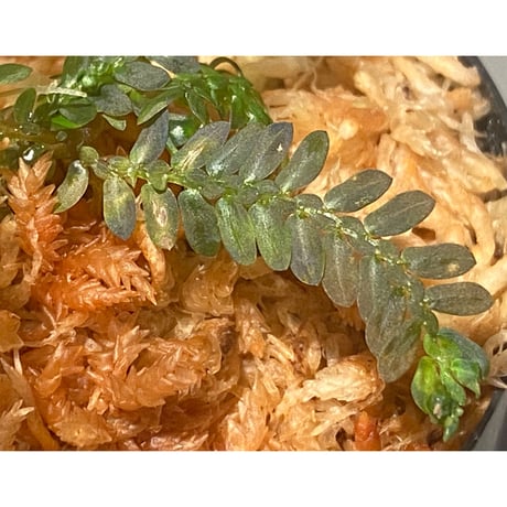 Selaginella picta