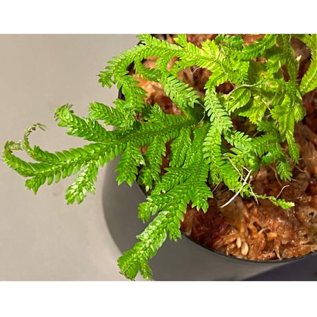 Selaginella biformis [STRINGE PLANTS]