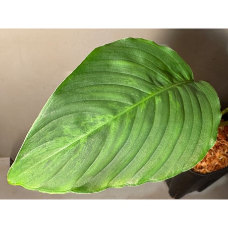 Hottarum sp. 'Entikong' Sanggau [カミハタ]