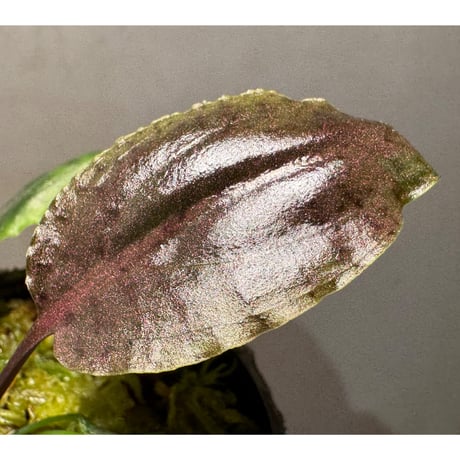 Cryptocoryne nurii "Lga-1" Pulau Lingga [HW0622-06]