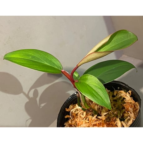 Philodendron sp. from Iquitos Peru [tanakay]