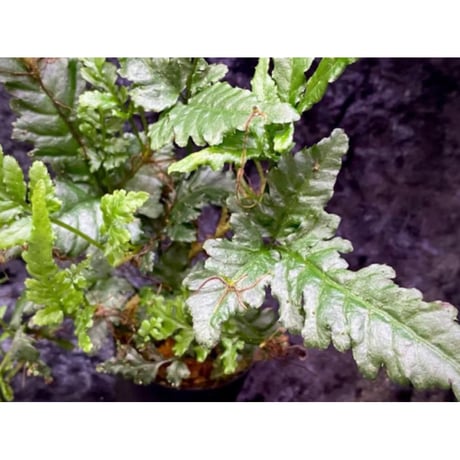 Bolbitis sp. from Siberut [LA 2012年]