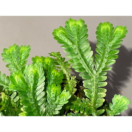 Selaginella sp. バリエガータ from "Nanga pinoh" [TB]