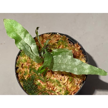 Microsorium sp. from Krabi Southern Thailand