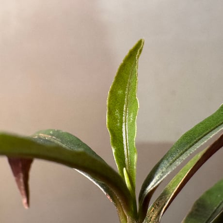 Labisia sp. from Kapuas hulu West Kalimantan