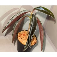 Labisia sp. from Landak West Kalimantan