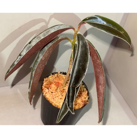 Labisia sp. from Landak West Kalimantan