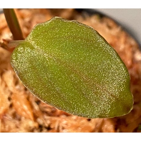 Homalomena sp. from Solok sumatera [LA0616-03]